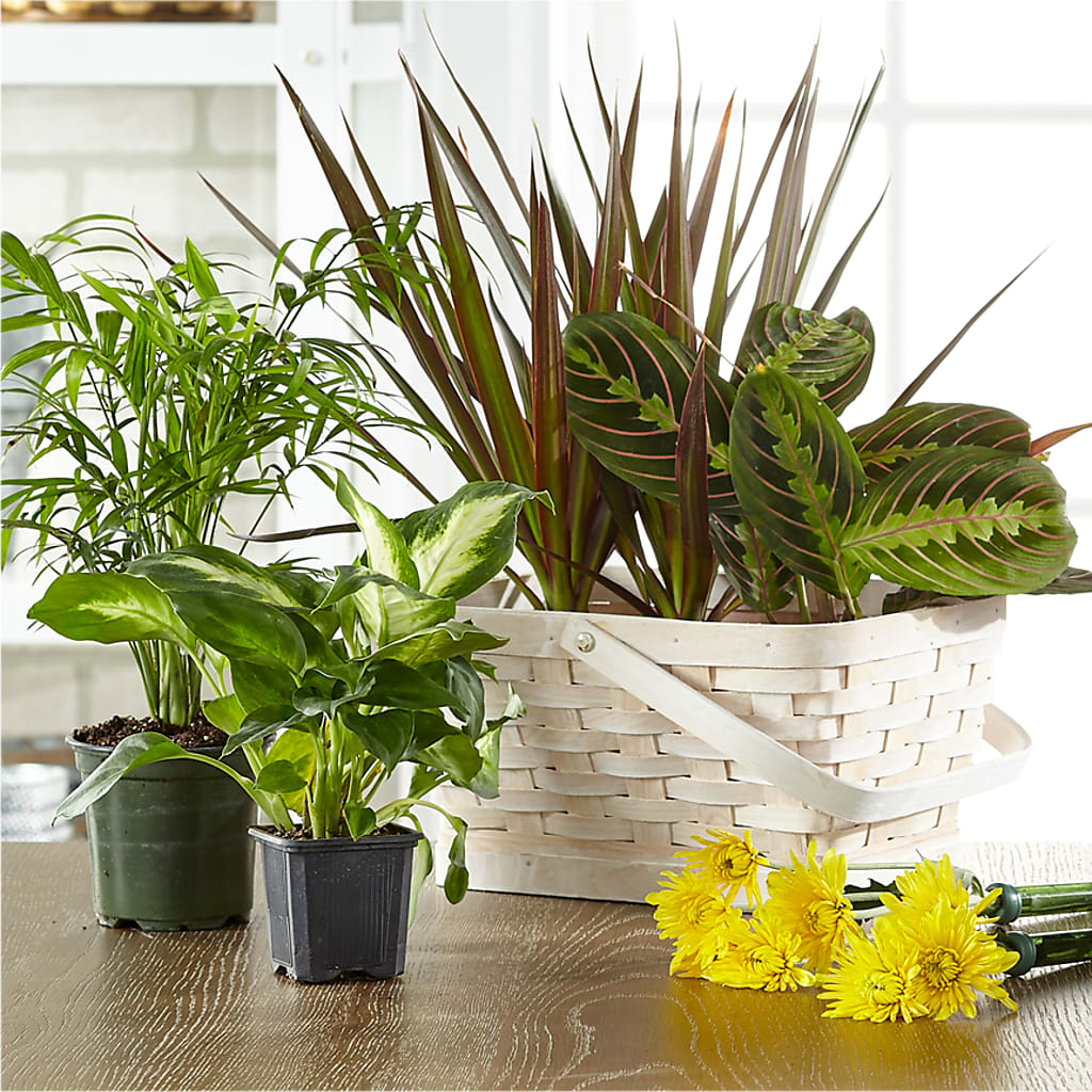 Florist Designed Blooming and Green Plants in a Basket – AMCS FLOWERS & PERSONAL SERVICES LLC, Chesapeake VA