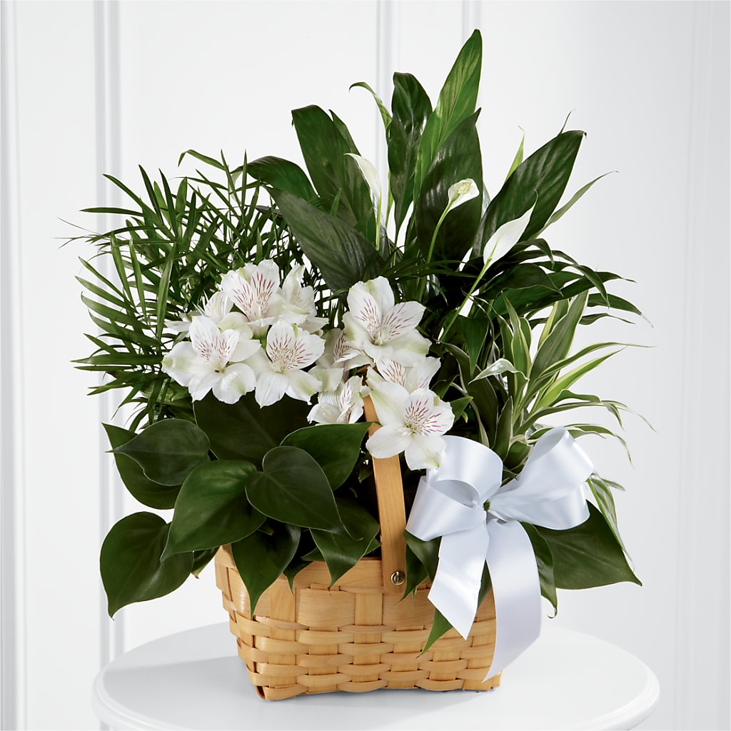 Peace & Serenity Dishgarden – AMCS FLOWERS & PERSONAL SERVICES LLC, Chesapeake VA