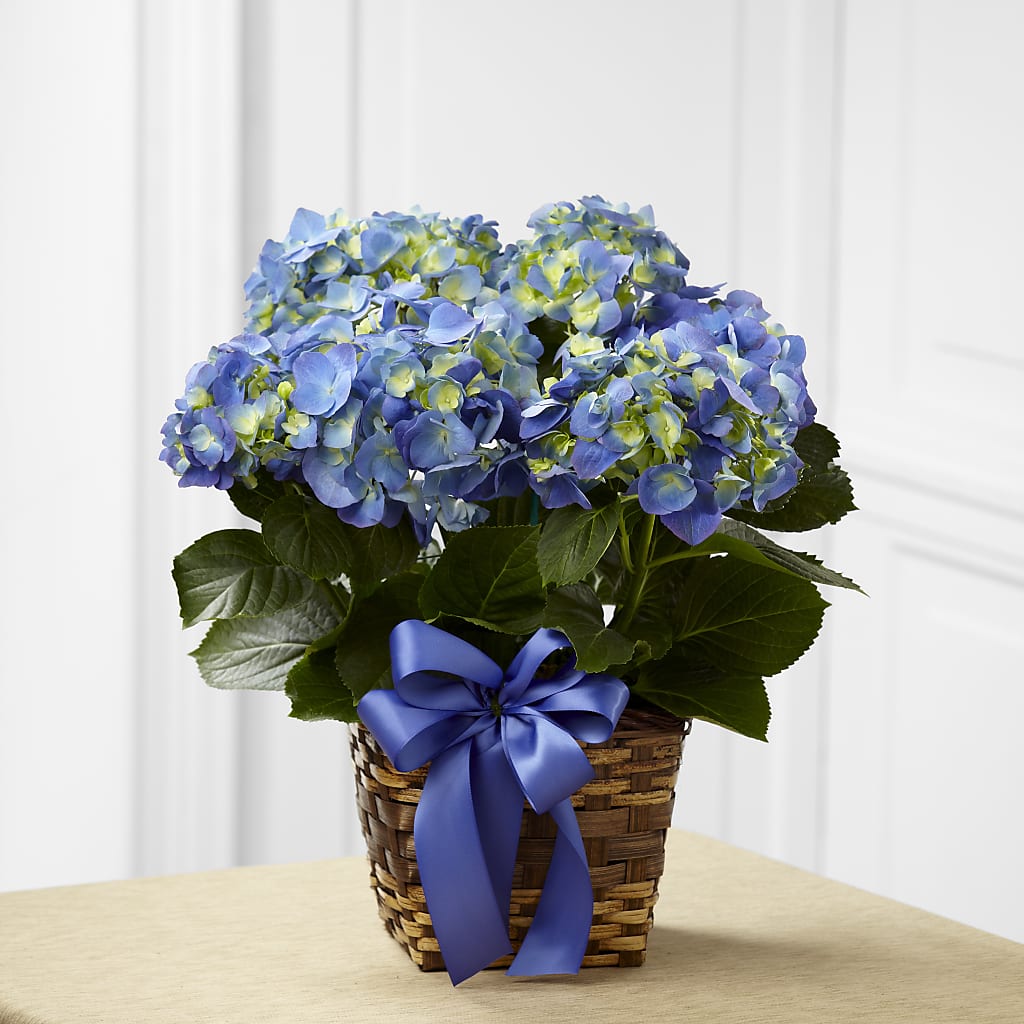 Blue Hydrangea Planter – AMCS FLOWERS & PERSONAL SERVICES LLC, Chesapeake VA