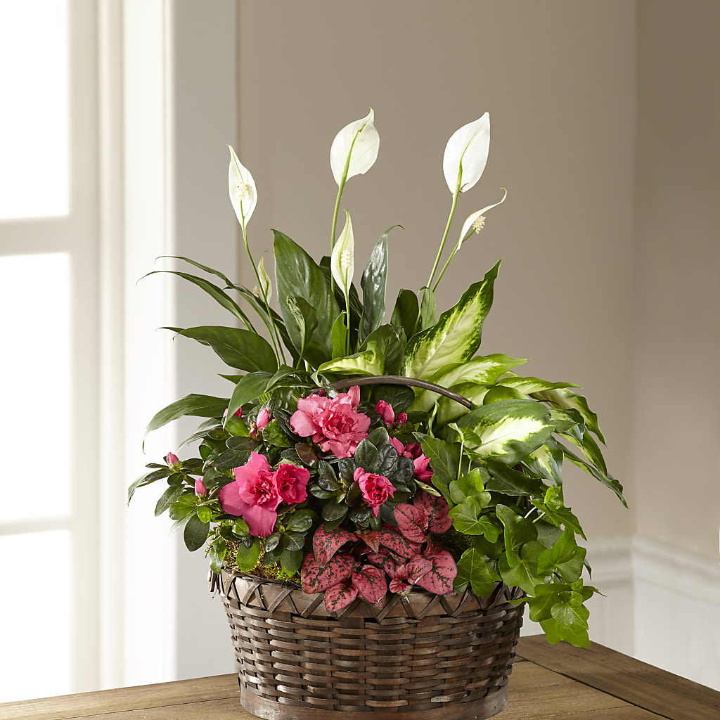 Dream in Pink Dishgarden – AMCS FLOWERS & PERSONAL SERVICES LLC, Chesapeake VA