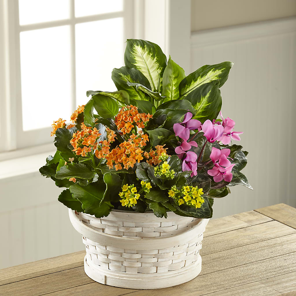 Color Crush Dishgarden – AMCS FLOWERS & PERSONAL SERVICES LLC, Chesapeake VA