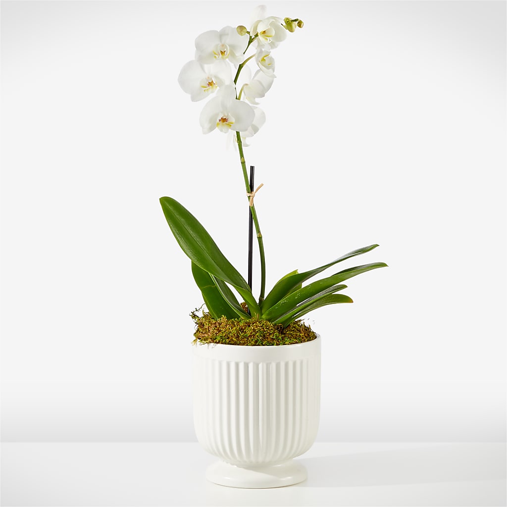 Whispering White Orchid – AMCS FLOWERS & PERSONAL SERVICES LLC, Chesapeake VA