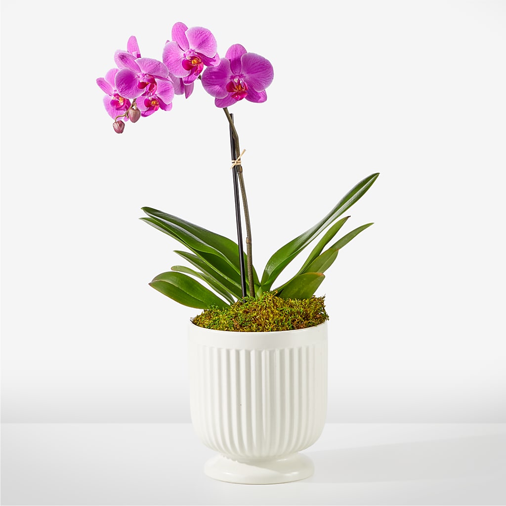 Friendly Fuchsia Orchid – AMCS FLOWERS & PERSONAL SERVICES LLC, Chesapeake VA