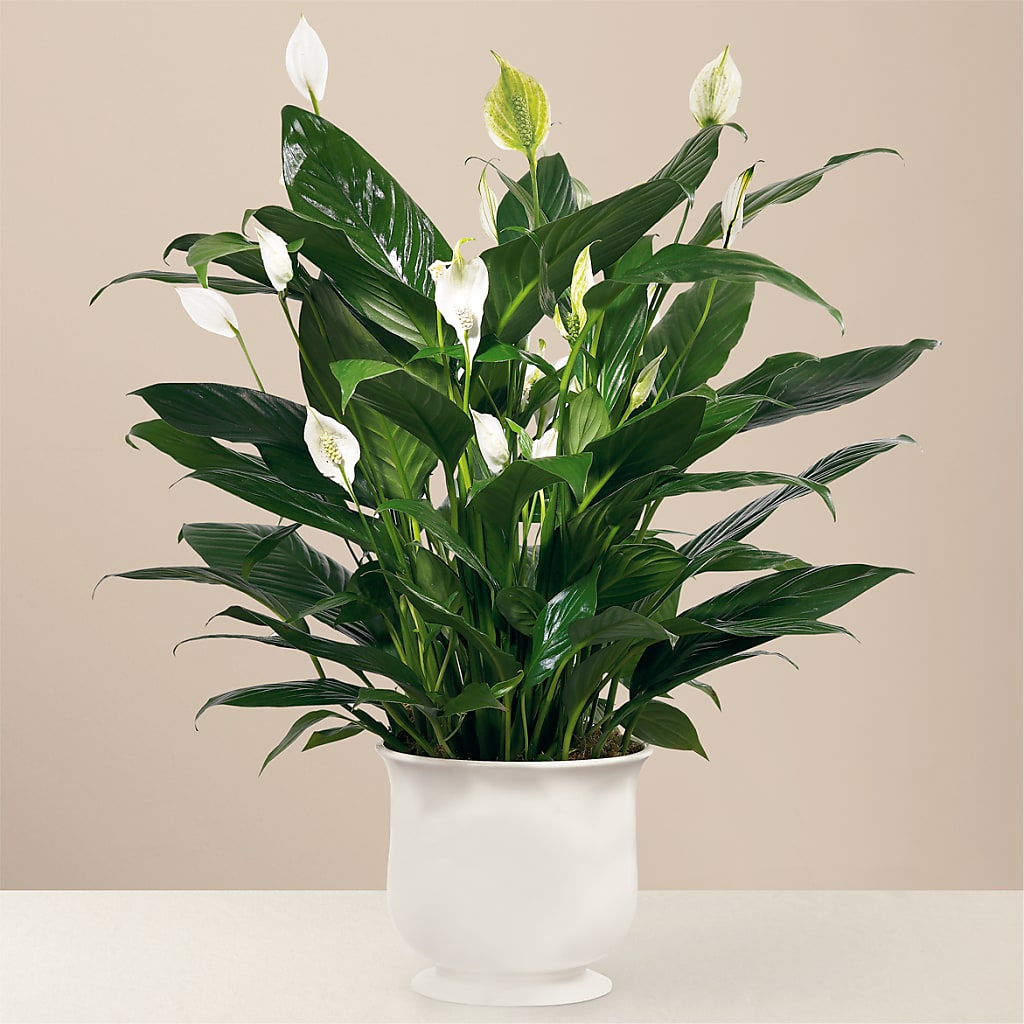 Comfort Planter – AMCS FLOWERS & PERSONAL SERVICES LLC, Chesapeake VA
