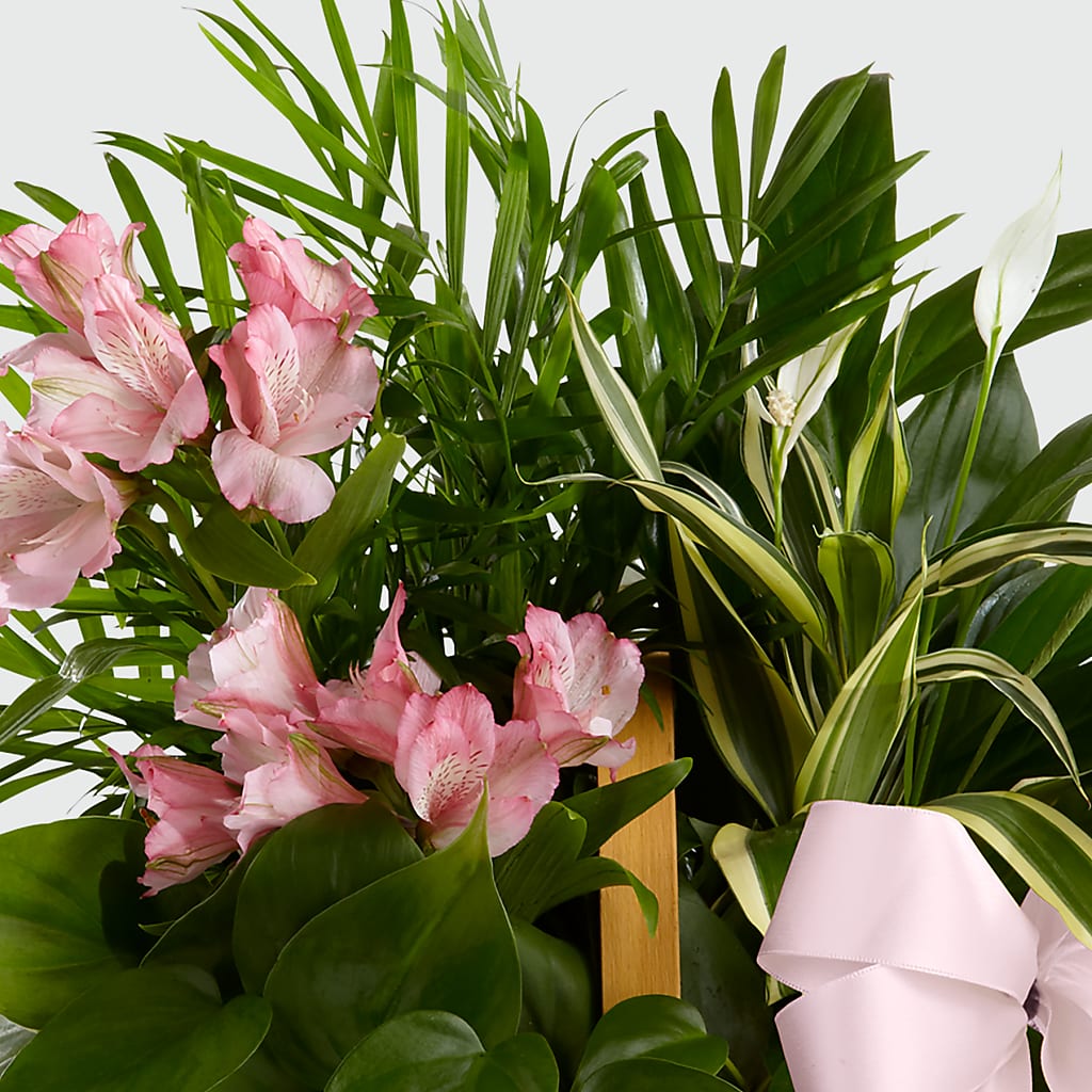 Living Spirit Dishgarden – AMCS FLOWERS & PERSONAL SERVICES LLC, Chesapeake VA