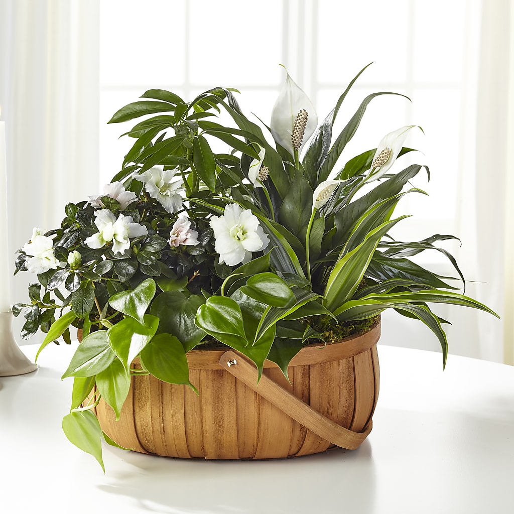 Serene Dishgarden – AMCS FLOWERS & PERSONAL SERVICES LLC, Chesapeake VA