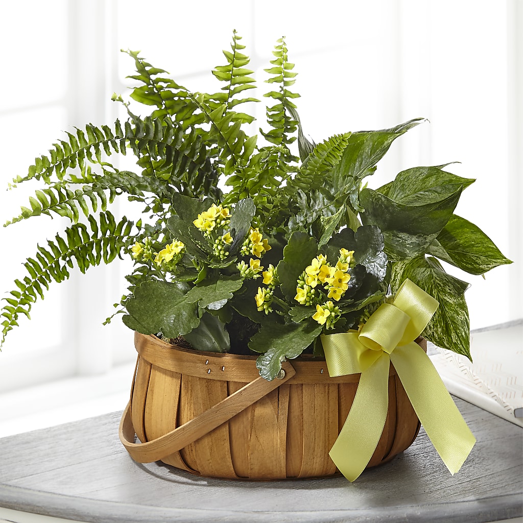 Always Dear Dishgarden – AMCS FLOWERS & PERSONAL SERVICES LLC, Chesapeake VA