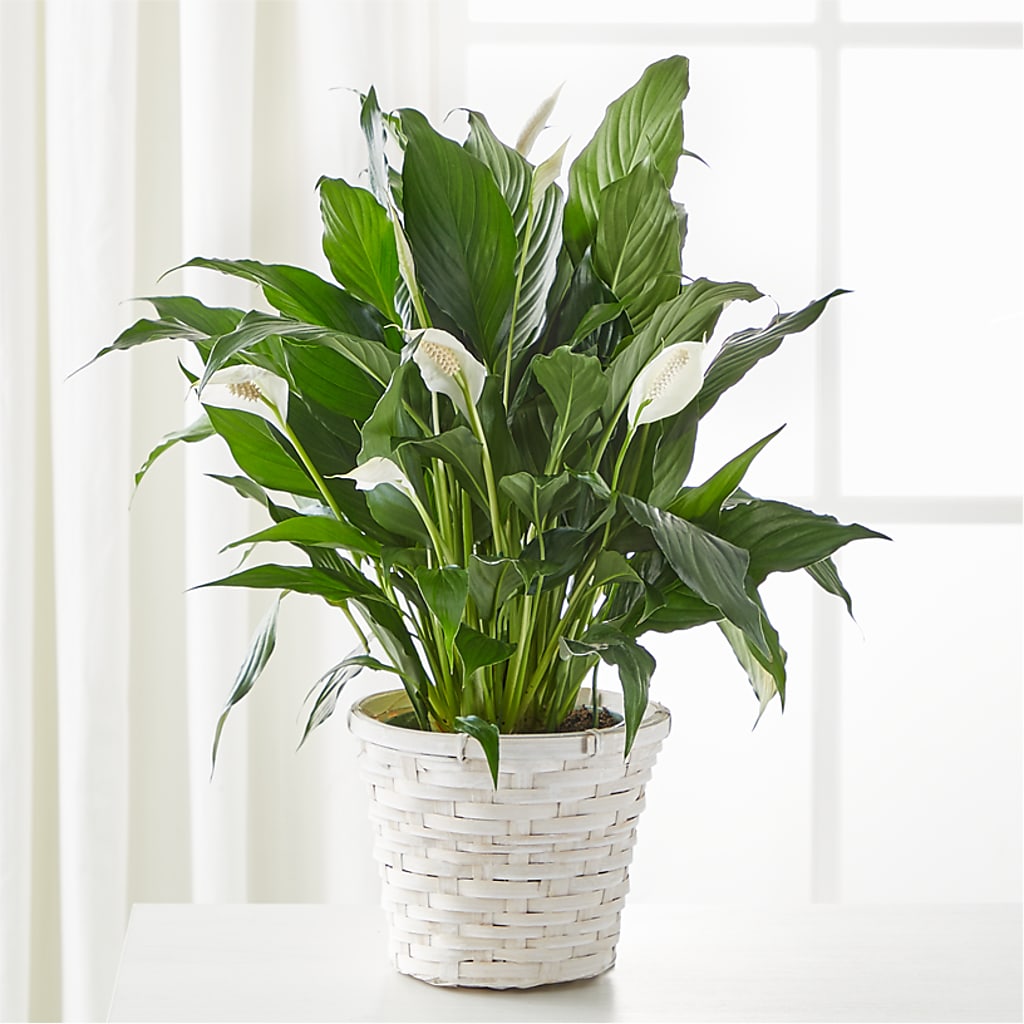 A New Leaf Peace Lily – AMCS FLOWERS & PERSONAL SERVICES LLC, Chesapeake VA
