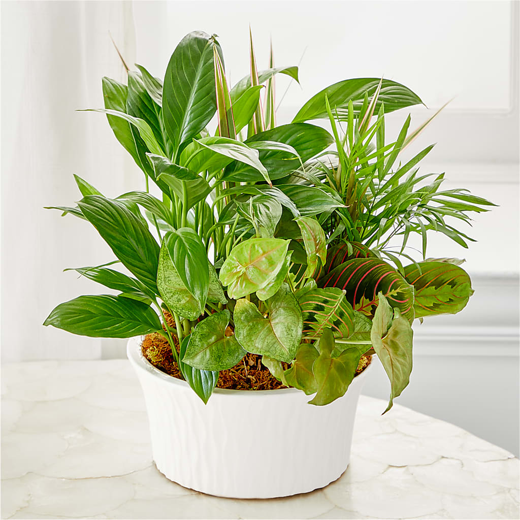 Balance & Harmony Dishgarden – AMCS FLOWERS & PERSONAL SERVICES LLC, Chesapeake VA