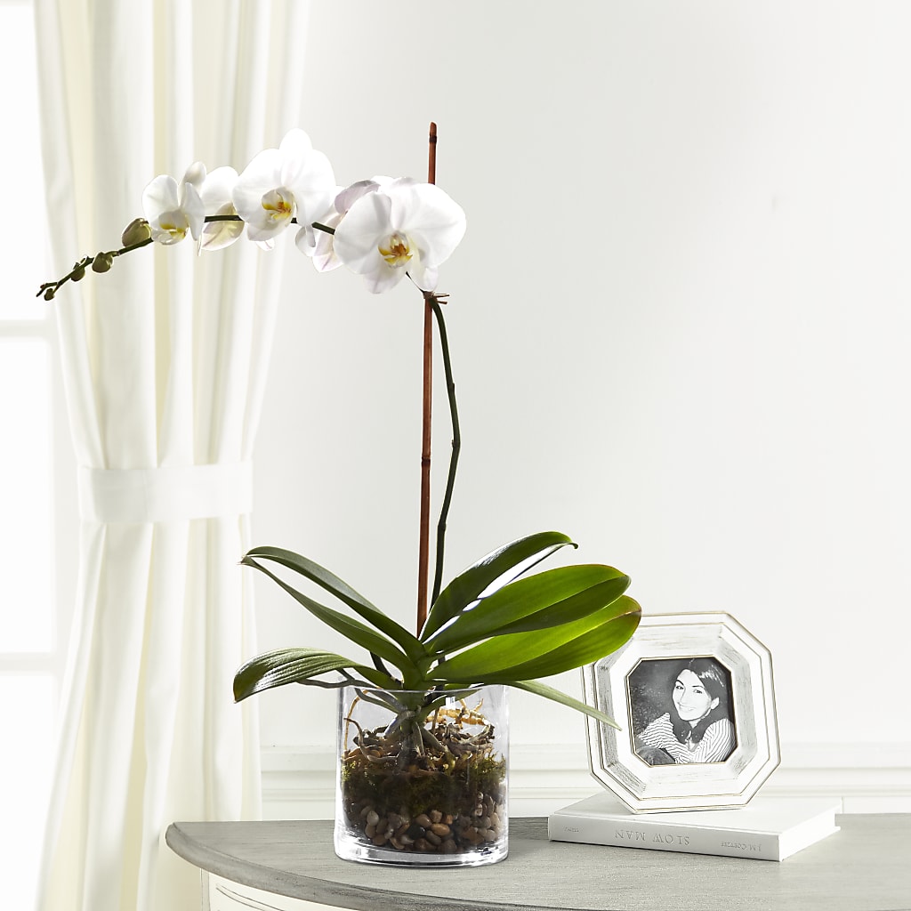 White Orchid Planter – AMCS FLOWERS & PERSONAL SERVICES LLC, Chesapeake VA