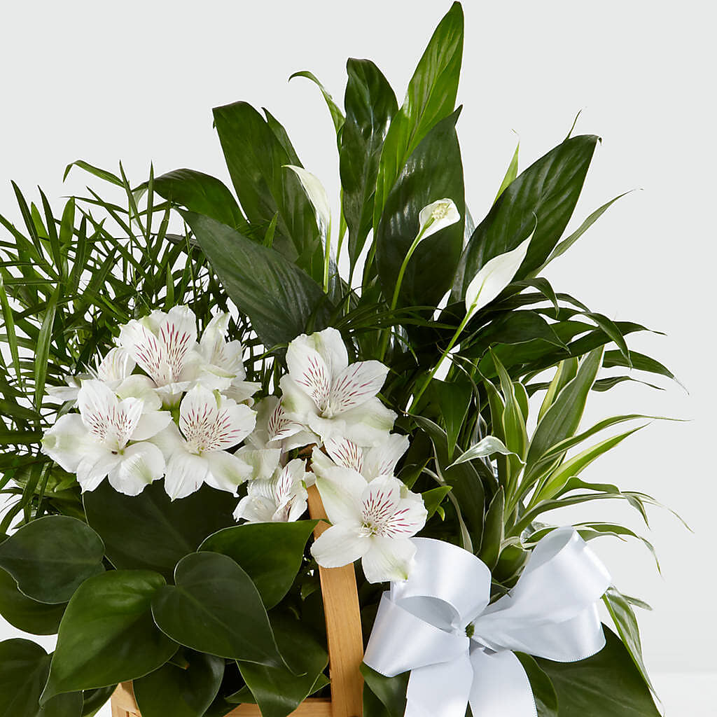 Peace & Serenity Dishgarden – AMCS FLOWERS & PERSONAL SERVICES LLC, Chesapeake VA