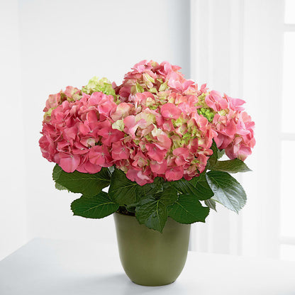 Pink Hydrangea Planter – AMCS FLOWERS & PERSONAL SERVICES LLC, Chesapeake VA