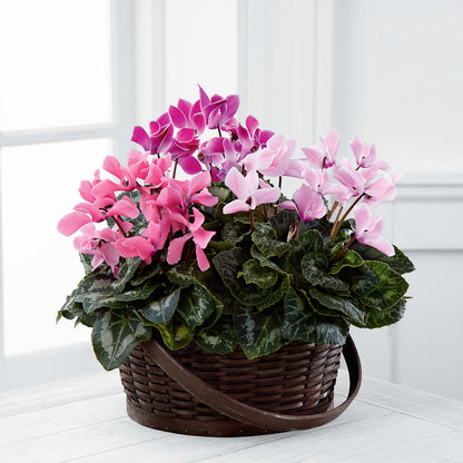 Mixed Cyclamen Planter – AMCS FLOWERS & PERSONAL SERVICES LLC, Chesapeake VA