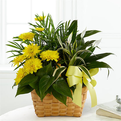 Loving Light Dishgarden – AMCS FLOWERS & PERSONAL SERVICES LLC, Chesapeake VA
