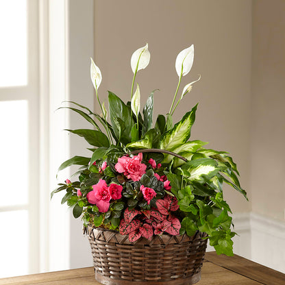 Dream in Pink Dishgarden – AMCS FLOWERS & PERSONAL SERVICES LLC, Chesapeake VA