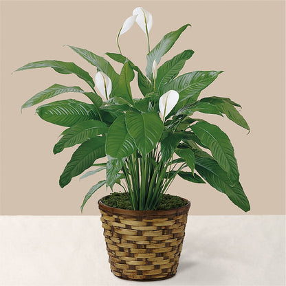 Tranquil Moments Peace Lily Plant – AMCS FLOWERS & PERSONAL SERVICES LLC, Chesapeake VA