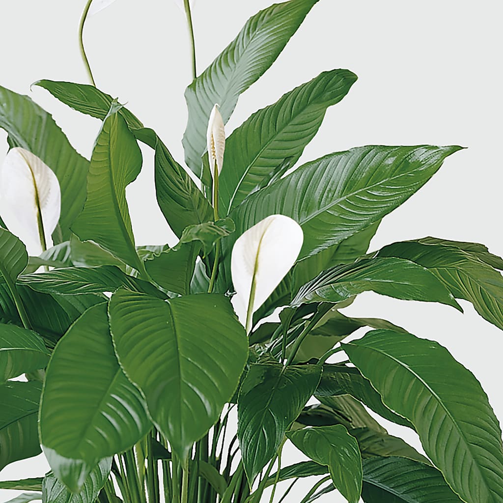 Tranquil Moments Peace Lily Plant – AMCS FLOWERS & PERSONAL SERVICES LLC, Chesapeake VA