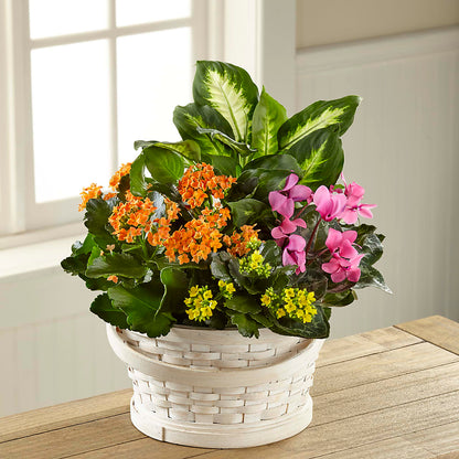 Color Crush Dishgarden – AMCS FLOWERS & PERSONAL SERVICES LLC, Chesapeake VA