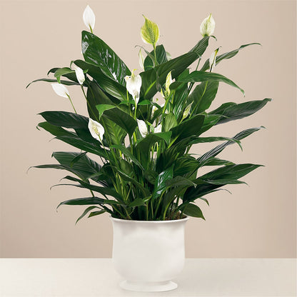 Comfort Planter – AMCS FLOWERS & PERSONAL SERVICES LLC, Chesapeake VA