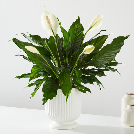 Comfort Planter – AMCS FLOWERS & PERSONAL SERVICES LLC, Chesapeake VA