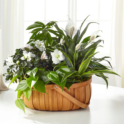 Serene Dishgarden – AMCS FLOWERS & PERSONAL SERVICES LLC, Chesapeake VA