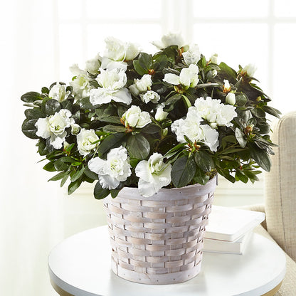 White Azalea Plant – AMCS FLOWERS & PERSONAL SERVICES LLC, Chesapeake VA