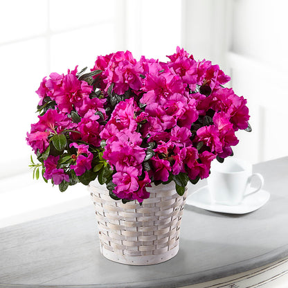 Hope & Serenity Azalea Plant – AMCS FLOWERS & PERSONAL SERVICES LLC, Chesapeake VA