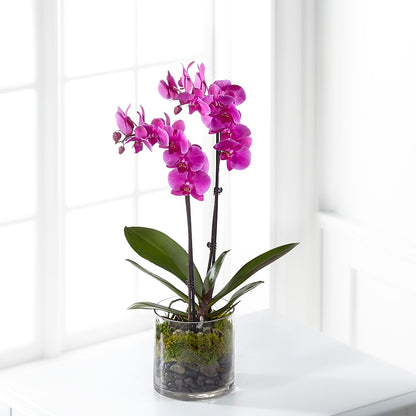 Pink Orchid Plant – AMCS FLOWERS & PERSONAL SERVICES LLC, Chesapeake VA