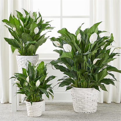 A New Leaf Peace Lily – AMCS FLOWERS & PERSONAL SERVICES LLC, Chesapeake VA