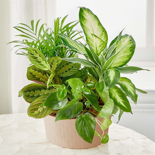 Balance & Harmony Dishgarden – AMCS FLOWERS & PERSONAL SERVICES LLC, Chesapeake VA