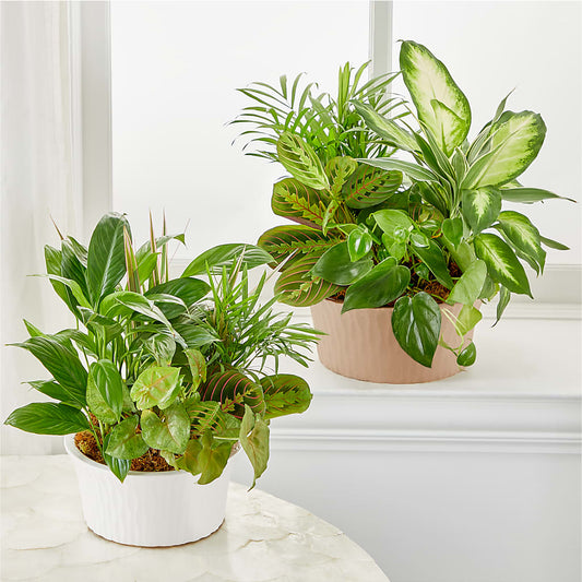 Balance & Harmony Dishgarden – AMCS FLOWERS & PERSONAL SERVICES LLC, Chesapeake VA