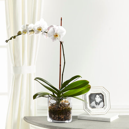 White Orchid Planter – AMCS FLOWERS & PERSONAL SERVICES LLC, Chesapeake VA